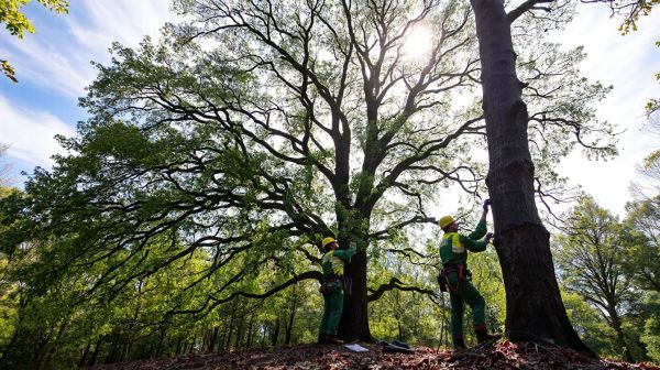 Top tree care solutions from skilled surgeons in Moray