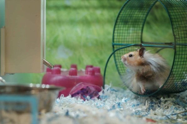 Why do hamsters spin in their wheels?